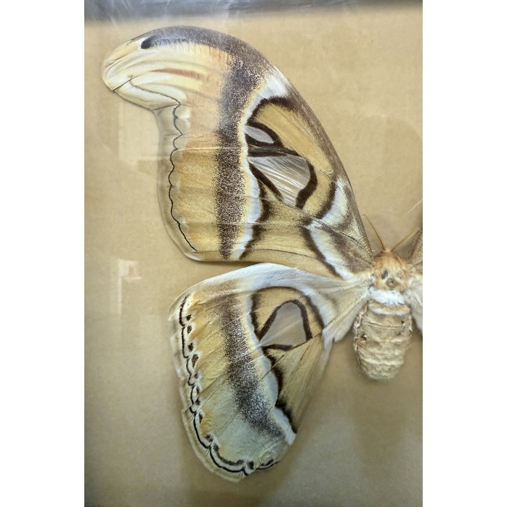 Vintage Framed Atlas Moth Attacus Atlas India Butterfly Man Laguna Beach - Picture 6 of 11